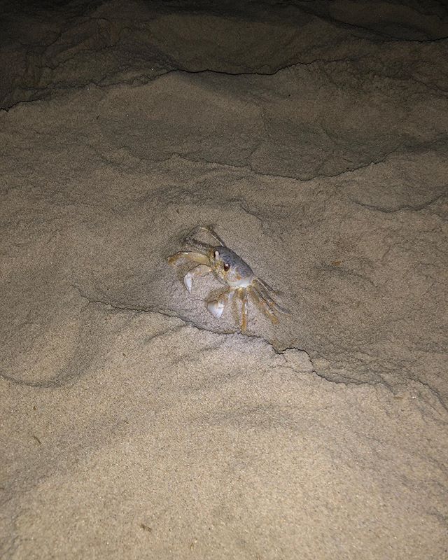 #ScienceSunday: Ghost Crab 🦀 Edition